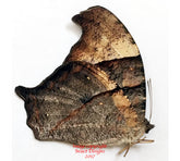 Malantis boisduvali (Philippines)